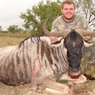 Trophy Wildebeest